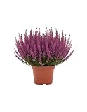 brezo natural amazon Planta natural. Brezo en Maceta Natural Planta Calluna para Interior y Exterior DECOALIVE