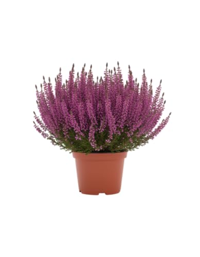 Brezo en Maceta Natural Planta Calluna para Interior y Exterior DECOALIVE