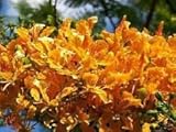 New Fresh 50pcs Orange FLAMBOYAN Semillas de árboles