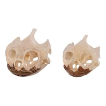 Real Pond Turtle Skull Small A Quality