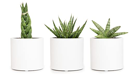 Plants For Pets Sansevieria Cylindrica Succulents (3 Pack) With Matte White Ceramic Planter Pot Set, Live Indoor Plants For Home Décor, Easy Houseplants Rooted In Growing Containers And Potting Soil #TOP7
