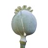 2.000 Samen *Schlafmohn* -Papaver Somniferum-