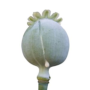 2 OZ / 40.000 Samen *Schlafmohn* -Papaver Somniferum-