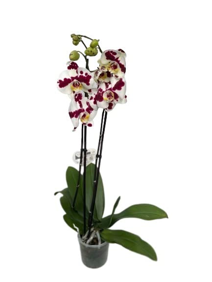 Cool Green - Planta natural - Orquidea Natural 2 tallos Moteada - Apta para Mascotas