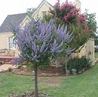 Miniatura 3 de Árbol Casto Lila - Vitex Agnus-castus -10 Semillas