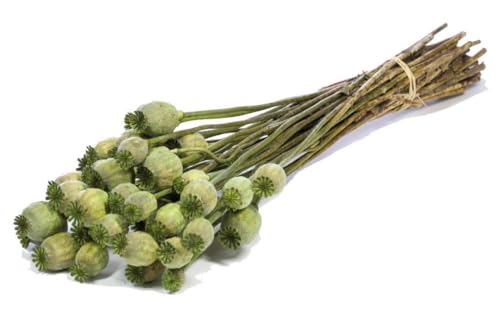 20x coquelicot vert pour remplacer les fleurs fanées sans aucun entretien