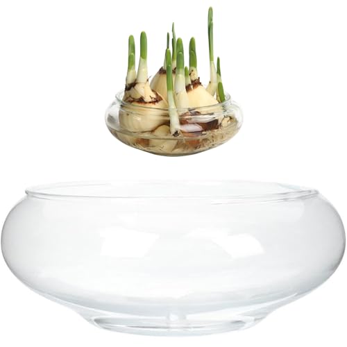 Plantera de Loto de Loto, Cuenco de Flores de de 6 Pulgadas, Lirio de Agua Transparente, Vidrio Decorativo para Flores suculenta Planta hidropónica de Peces decoración del hogar