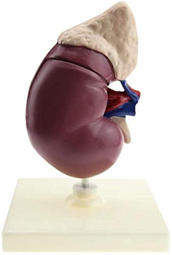 Modello anatomico della Rete - Modello renale Umano - Anatomia Rimovibile degli organanti Umani - per Studio del Modello Medico, Forniture di Laboratorio