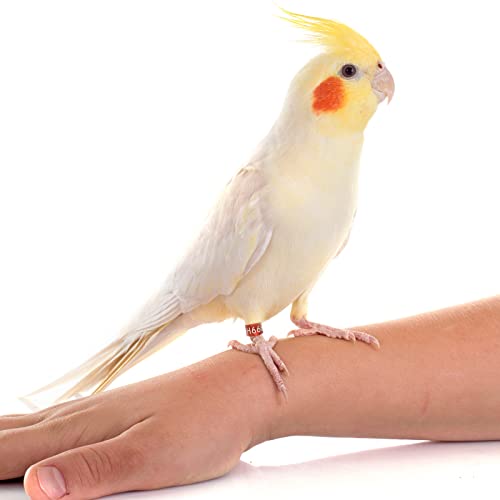 BaoT8YLu Anello chiuso per piedi dell'uccello