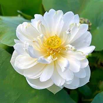 Image of Very Beautiful All Season Drop Blood Red+White Water Lotus(Pack Of-2) /Water Kamal /Water Lily Plant (TUBER) Original Hybrid Veriety Blloming With In 30 Days For Outdoor & Indoor Live Plant.