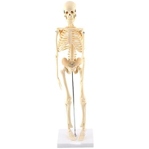 GAESHOW Human Skeleton Anatomical Model, Life Size Skeleton, 17.7 in Anatomical Teaching Tool With Base PVC Cover
