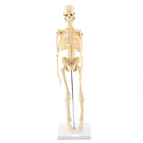 GAESHOW 1pc Squelette Humain modèle Anatomique Outil d'enseignement Anatomique avec Base PVC