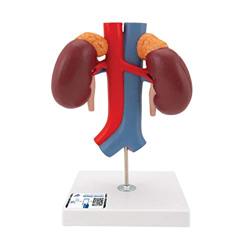 Image of 3B Scientific K22 /1 Kidneys w / vessels 2 part - 3B Smart Anatomy