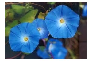 Morning Glory: Flourish with Untreated Heavenly Blue Seeds for a Spectacular Garden