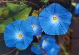 Morning Glory - Semillas tricolor de Ipomoea sin tratar con flores celestes de Seed Kingdom (60 semillas)