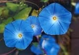 Morning Glory Heavenly Blue Flower UNTREATED Ipomoea Tricolor Seeds By Seed Kingdom (60 Seeds)