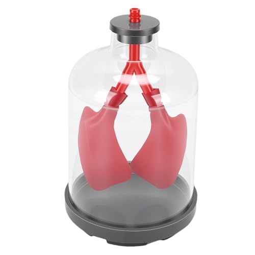 Modelo de respiración pulmonar Jeffergarden con diafragma para enseñanza