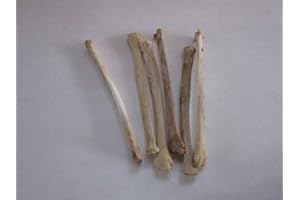 Real Bones Taxidermy Coyote Leg Bone Knife Handle Craft