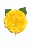FLOR FLAMENCA PEONIA (AMARILLO)