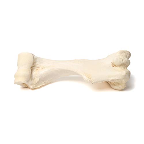 Image of 3B Scientific GmbH T30067 Mammal Humerus Bones