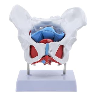 HJNFL Modellino anatomico del Ventre Femminile con Muscoli e organi, Modello Anatomico Femminil Scheletro Pelvi Modello per Pavimento Pelvico Modello