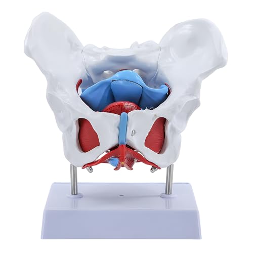 JTZSD Modelo de pelve feminina, modelo de anatomia do assoalho pélvico com 4 partes removíveis, músc