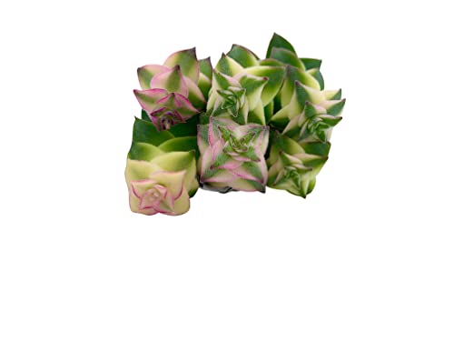 Live Succulent Cuttings (3 Crassula Variegated String Of Buttons), Succulents Plants Live, Succulent Plant No Roots, House Plants Live Office Decoration, Diy Projects, Party Gift By The Succulent Cult #TOP2