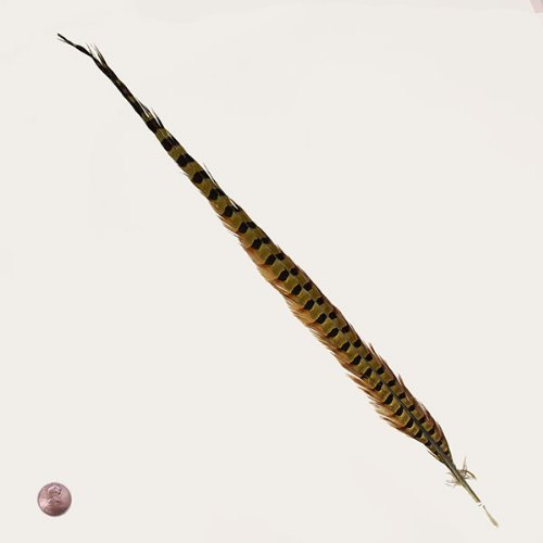 Natural Ring Neck Pheasant Tail Feathers, 20-22