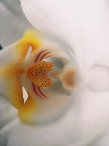 Moment 10x Macro Lens