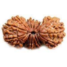 DeepMines Premium Brown Trijuti Rudraksha Original Certified Nepali Pure Tribhagi Rudraksha Bead Blessed By ब्रह्मा विष्णु महेश Gauri Path त्रिजुटी रुद्राक्ष Brahma Vishnu Mahesh Rudraksha For Mala Making