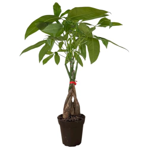 Hopewind Plants Shop Money Tree Live Plant | 12-16 Inches