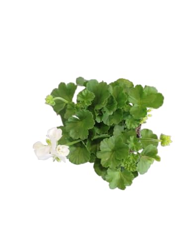 DECOALIVE Geranio Blanco Natural – Planta Viva con Floración Continua – Ideal para Espacios Verdes