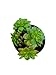 Sedeveria Letizia succulenta da esterno pianta grassa sedum echeveria immagine