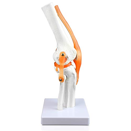 Vision Scientific Vaj212 Classic Functional Knee Joint, Articulate With Life-Like Synthetic Ligaments, Duplicating Half Of Femur, Patella, Proximal Tibia And Fibula #TOP5