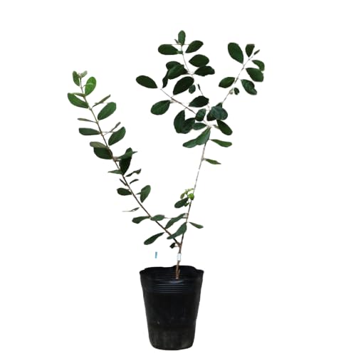 接木　フェイジョア　カカポ 接木 フェイジョア カカポ