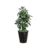 □ Keine Wartung erforderlich;Keine Bewässerung.Schaut jeden Tag voll und frisch aus;Wischen Sie mit einem weichen trockenen Tuch sauber ab.