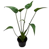 BubbleBlooms Alocasia 'Tiny Dancer' in a 4 inch Pot