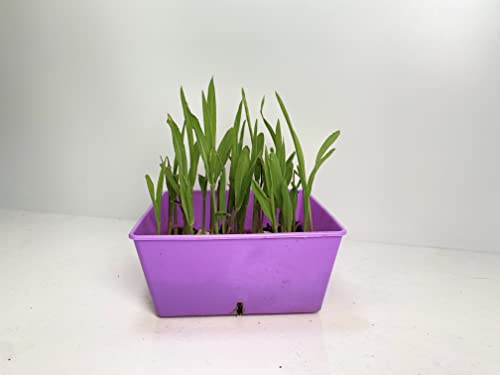 6-8 Table Top Living Lab W/ Curriculum Subscription #TOP4