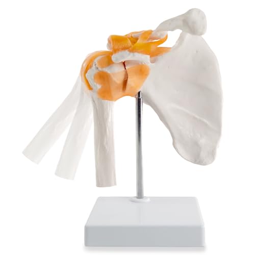 Merinden Human Anatomical Shoulder Joint Model, Replica of Human Shoulder