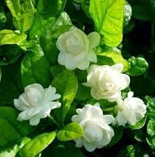 Hari Giver Garder® Jasmine or Chameli/motiya (Bela) or Motia or Mogra Flower Tree Live Plant Sapling (B09G78KZ98) Amazon Price History, Amazon Price Tracker