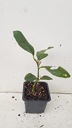 Citrus limon '4 Saisons' (bouture) / Citronnier 4 Saisons/Godet