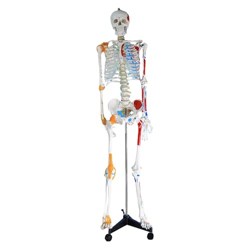 170cm���g�� �l�̍��i�͌^ �֐߉��� ��U�w�w�K���f�� ����t�� ���W���Ғ��葫�֐߉� ��w���� ��Ð��� �w�Z���� ���w�Ö@�m���� 170cm �x�тƋؓ��̐F���������ꂽ�l�̍��i