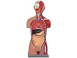 Gima - 28-teiliges, sehr Detailliertes, Zweigeschlechtliches Anatomisches Modell der Torsomuskulatur mit Geöffnetem Rücken, 1X-Vergrößerung