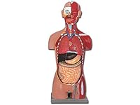 Gima - 28-teiliges, sehr Detailliertes, Zweigeschlechtliches Anatomisches Modell der Torsomuskulatur mit Geöffnetem Rücken, 1X-Vergrößerung
