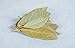 Old India Bay Leaves 1 Kg