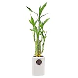 5-Stem Lucky Bamboo, Live Indoor Plant in Contour II Ceramic Planter for Home, Work, or Gift, White ***Cannot Ship to Hawaii***