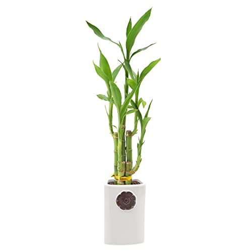 5-Stem Lucky Bamboo, Live Indoor Plant in Contour II Ceramic Planter for Home, Work, or Gift, White...