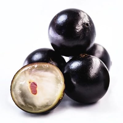 New Fresh 80pcs Black Jaboticaba Fruit Seeds