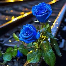 See full amazon price history chart for EDENGRAVY Rose Flower Plant (Dark Blue) Rose Flower Healthy Plant, EDENGRAVY Rose Flower Plant (Dark Blue) Rose Flower Healthy Plant, (B0DBDP62QH) Amazon Price History, Amazon Price Tracker