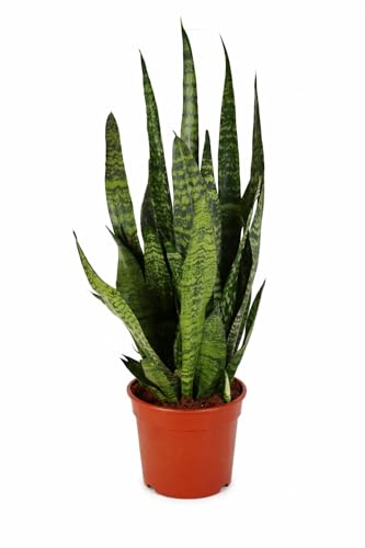 Sansevieria Zeylanica Bogenhanf ca. 100 cm | Luftreinigende Zimmerpflanze | Pflegeleicht robust & modern | Für Wohnzimmer Büro & Schlafzimmer bessere Raumluft & dekorative Grünpflanze